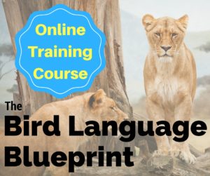 Bird Language Blueprint Course