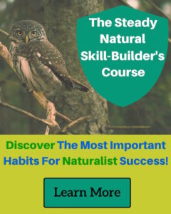 Steady Natural Skill Builders Course